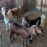بز نژدی