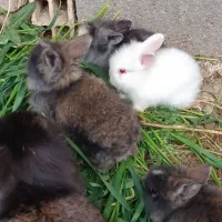 خرگوش لوپ هلندی