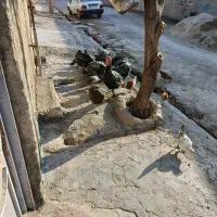 بوقلمون|حیوانات مزرعه|کوهدشت, |دیوار