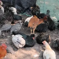 اردک اسراییلی جوجه پنج ماه وبوقلمون پنج ماه|حیوانات مزرعه|رضوانشهر, |دیوار