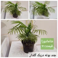 گلهای آپارتمانی|گل و گیاه طبیعی|رشت, پل تالشان|دیوار
