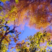 کلکسیون وسرگرمی