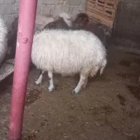 یه عدد شک ورن  ۳شیره  ویکعدد شک بایک میش وبره پیر