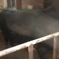 گاو و گوساله|حیوانات مزرعه|خفر, |دیوار