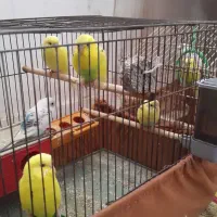 جفت مرغ عشق مولد نره ماده  با جوجه وتخم