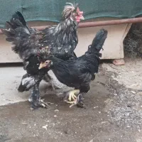 مرغ خروس سلطان