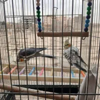 پرنده|پرنده|رباط‌کریم, رباط‌کریم|دیوار