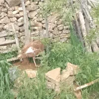 بوقلمون ماده