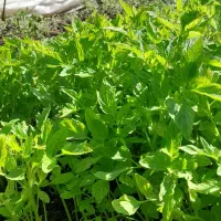 نشا گوجه.رقم هنگام