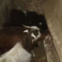 قیمت ۱۵ ملیون روستای هالان