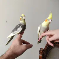 جوجه عروس هلندی