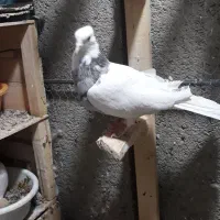 کبوتر