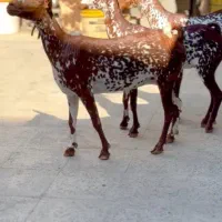 ناب و|حیوانات مزرعه|قم, انسجام|دیوار