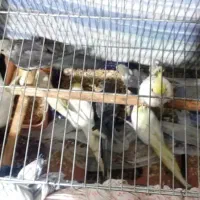 فروش فوری انواع پرنده