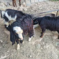 سه عدد کهره|حیوانات مزرعه|جم, |دیوار