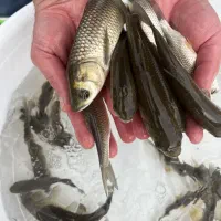 بچه ماهی آمور درشت