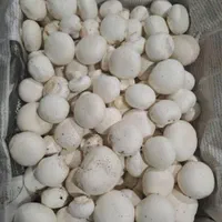 پخش قارچ سوپر درجه یک|خوردنی و آشامیدنی|اصفهان, ارغوانیه|دیوار