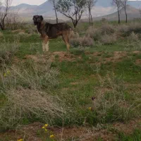 سگ گله و نگهبانی