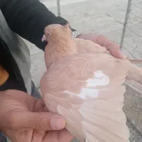 کبوتر سرک زرد ماده|پرنده|جهرم, |دیوار