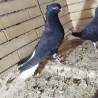 دو عدد ماده