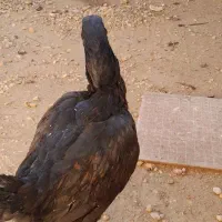 مرغ.چاهورز.لامرد