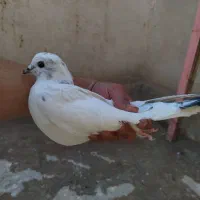 کفتر|پرنده|قم, باغ شریفی|دیوار