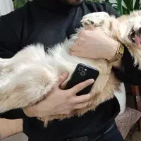 مخلوط اشپیتز و پامر