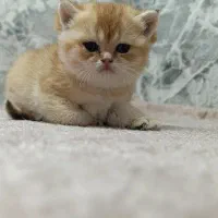 گربه بریتیش و اسکاتیش