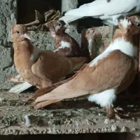 چهارعدد ککیلی بالا اوچان ۵عدد طوقی