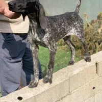 توله سگ شکاری پوینتر آلمانی اصیل ماده|سگ|بابل, |دیوار