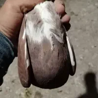 ماده گلی پلنگ|پرنده|کرمان, |دیوار