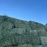 فروش یونجه درجه یک