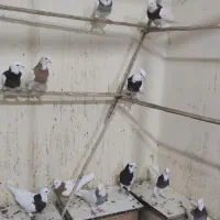 چند عدد کبوتر|پرنده|همدان, |دیوار