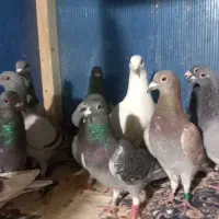 فروش  دسته ۲۰تایی پلاکی|پرنده|کاشمر, |دیوار