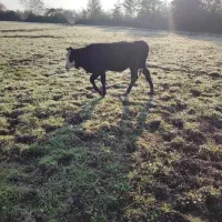 گاو چالوسی باگوساله ماده|حیوانات مزرعه|لشت نشا, |دیوار