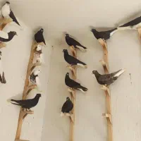 کفتر کبوتر دسته شهری و بهبهانی رنگی هوایی بازی کن