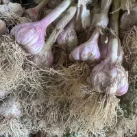 سیر محلی درجه یک عمده