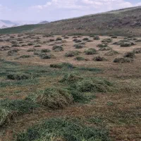 فروش یونجه