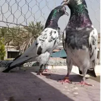 تیدی