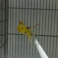 قناری نژاددار|پرنده|بهار, |دیوار