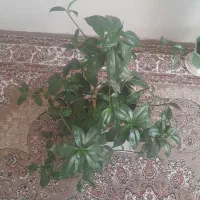 گل طبیعی|گل و گیاه طبیعی|روانسر, |دیوار