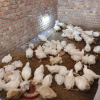 مامر مرغ مرغداری کیلوی ۹۰ هزار حراجی