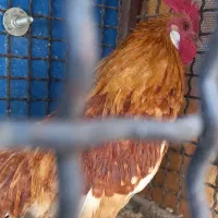 سه عدد خروس مینیاتوری|حیوانات مزرعه|لواسان, |دیوار