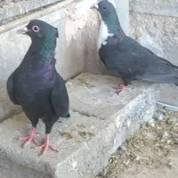 کبوتر ماده خوشکل|پرنده|رفسنجان, |دیوار