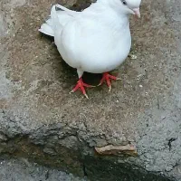 کبوتر سفید و سَبز کاکُلی (نوک کوتاه)|پرنده|تهران, بوستان سرخه حصار|دیوار