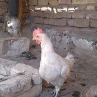 مرغ ماشینی تخم گذار سرحال|حیوانات مزرعه|قم, لسانی|دیوار
