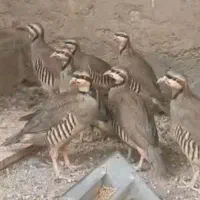 بلدرچین کوهی