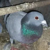 تو روز ابری حیون اومده بود خونه ما پیش حیوانام