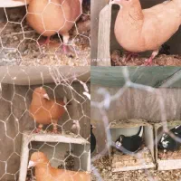 کفتر پلنگ زرد پلنگ و گلی پلنگ و سیاه پلنگ