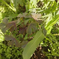 نهال قهوه|گل و گیاه طبیعی|ایرانشهر, |دیوار